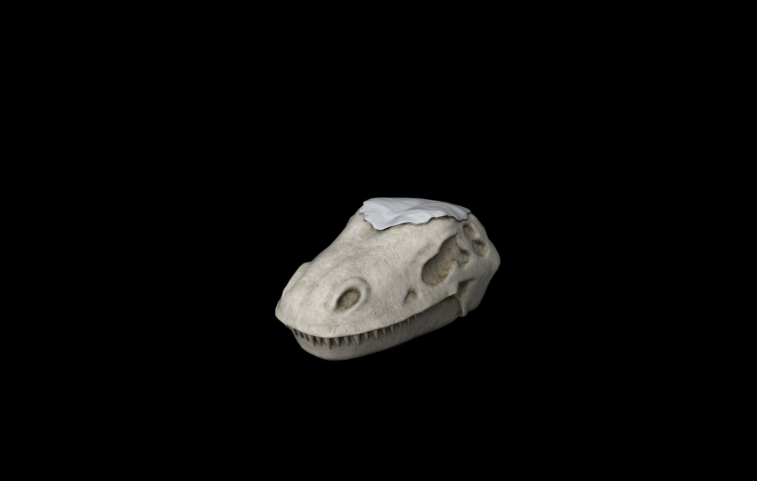 T-Rex Skull Model